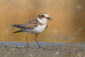 Attēlu rezultāti vaicājumam “Charadrius dubius”