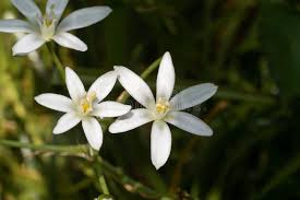 Attēlu rezultāti vaicājumam “Ornithogalum umbellatum flower”