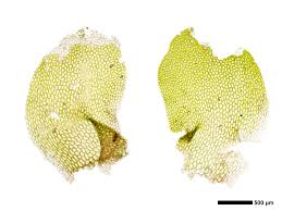Attēlu rezultāti vaicājumam “Leiocolea rutheana”