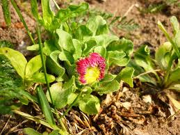 Attēlu rezultāti vaicājumam “Bellis perennis bud”