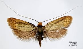 Attēlu rezultāti vaicājumam “Adela cuprella”