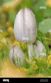 Attēlu rezultāti vaicājumam “Coprinus atramentarius”