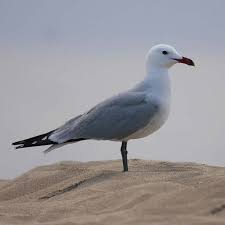 Image result for Larus audouinii
