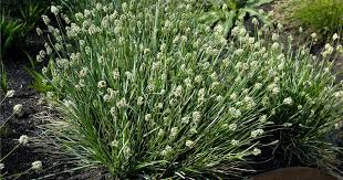 Attēlu rezultāti vaicājumam “Sesleria caerulea leaf”