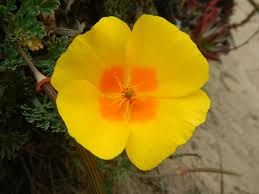 Attēlu rezultāti vaicājumam “Papaveraceae”