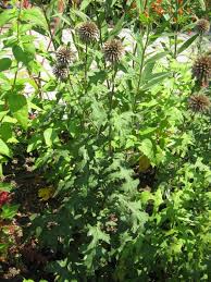 Attēlu rezultāti vaicājumam “Echinops sphaerocephalus leaf”