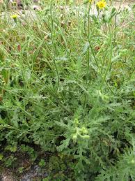 Attēlu rezultāti vaicājumam “Senecio viscosus leaf”