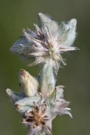 Attēlu rezultāti vaicājumam “Filago arvensis”