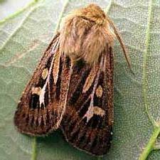 Attēlu rezultāti vaicājumam “Cerapteryx graminis”