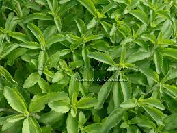 Image result for Stevia rebaudiana