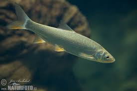 Image result for Chondrostoma nasus