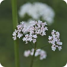 Attēlu rezultāti vaicājumam “Valeriana officinalis flower”