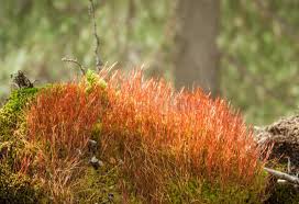 Attēlu rezultāti vaicājumam “Bryum pseudotriquetrum”