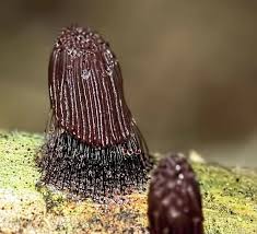 Attēlu rezultāti vaicājumam “Stemonitis fusca spores”