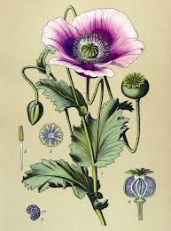 Attēlu rezultāti vaicājumam “Papaver somniferum”