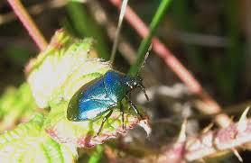 Attēlu rezultāti vaicājumam “Zicrona caerulea nymph”