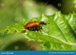 Attēlu rezultāti vaicājumam “Attelabidae”