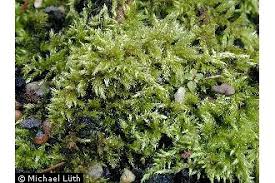 Attēlu rezultāti vaicājumam “Brachythecium salebrosum”