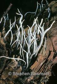 Attēlu rezultāti vaicājumam “Xylaria hypoxylon”