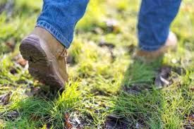 Image result for Staines Ramblers Group