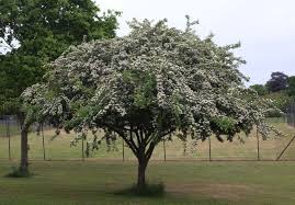 Attēlu rezultāti vaicājumam “Crataegus laevigata”