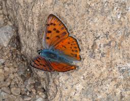 Attēlu rezultāti vaicājumam “Lycaena alciphron”