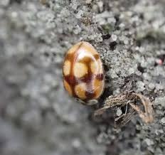 Attēlu rezultāti vaicājumam “Adalia decempunctata”