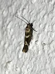 Attēlu rezultāti vaicājumam “Scythrididae”