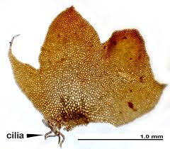 Attēlu rezultāti vaicājumam “Barbilophozia lycopodioides”