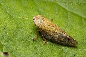 Attēlu rezultāti vaicājumam “Aphrophora salicina”