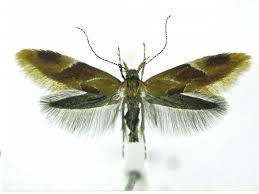 Attēlu rezultāti vaicājumam “Epicallima formosella”