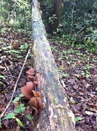 Attēlu rezultāti vaicājumam “Exidia thuretiana”