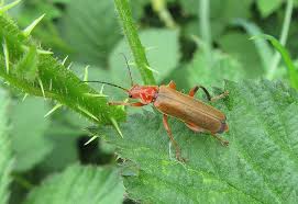 Attēlu rezultāti vaicājumam “Cantharis livida”