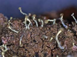 Attēlu rezultāti vaicājumam “Chaenotheca brachypoda”