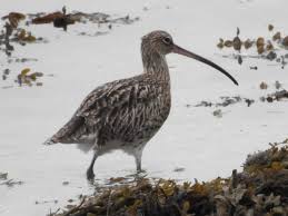 Attēlu rezultāti vaicājumam “Numenius arquata adult”