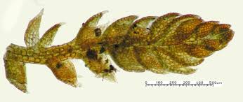 Attēlu rezultāti vaicājumam “Cephalozia bicuspidata”