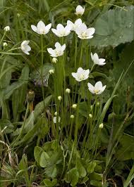 Attēlu rezultāti vaicājumam “Parnassia palustris leaf”