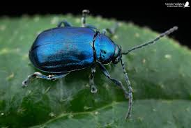 Attēlu rezultāti vaicājumam “Altica sp.”