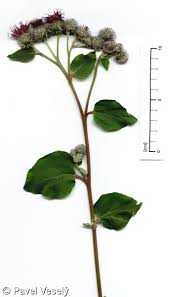 Attēlu rezultāti vaicājumam “Arctium tomentosum”