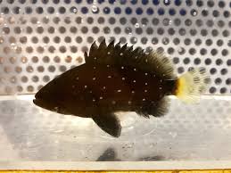 Image result for Hyporthodus niveatus