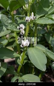Attēlu rezultāti vaicājumam “Vicia faba flower”