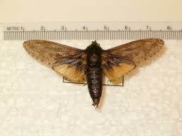 Attēlu rezultāti vaicājumam “Cossidae”