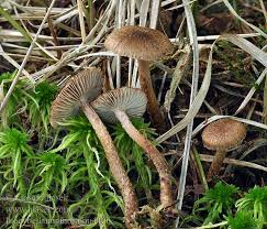 Attēlu rezultāti vaicājumam “Inocybe lanuginosa”