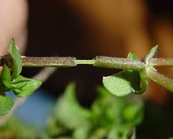 Attēlu rezultāti vaicājumam “Cribraria costata stalked”