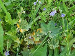 Attēlu rezultāti vaicājumam “Trachyspora intrusa”