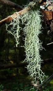 Attēlu rezultāti vaicājumam “Evernia divaricata”