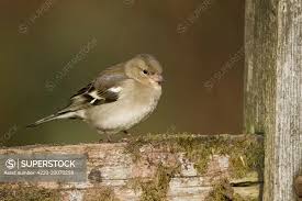 Attēlu rezultāti vaicājumam “Fringilla coelebs female”