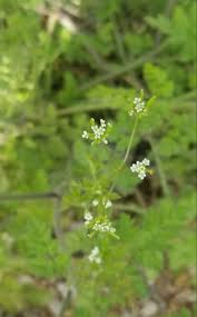 Attēlu rezultāti vaicājumam “Chaerophyllum aromaticum fruit”