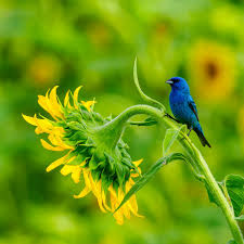 Image result for Passerina cyanea