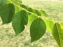 Attēlu rezultāti vaicājumam “Gymnocladus dioicus leaf”